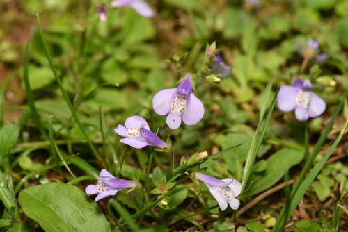 Image of Mazus fauriei by (c) Yung-Lun Lin, some rights reserved (CC BY)