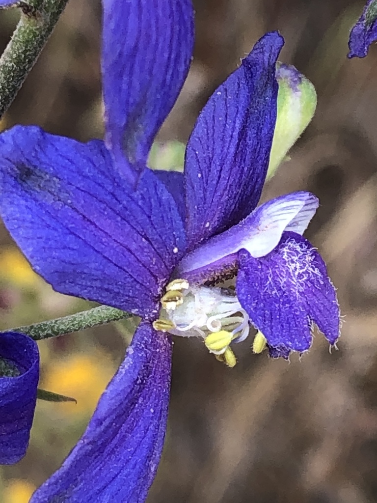 San Bernardino larkspur