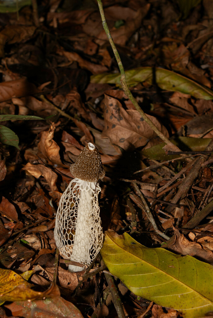 Phallus indusiatus · November 2013 · photo: © herpetonogueira (iNaturalist, cc-by)