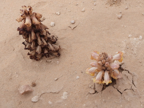 Image of Cistanche tubulosa by (c) Sam Kieschnick, some rights reserved (CC BY)