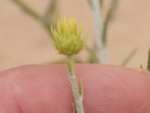 Image of Rhanterium epapposum by (c) Sam Kieschnick, some rights reserved (CC BY)