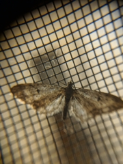 Eupithecia subapicata