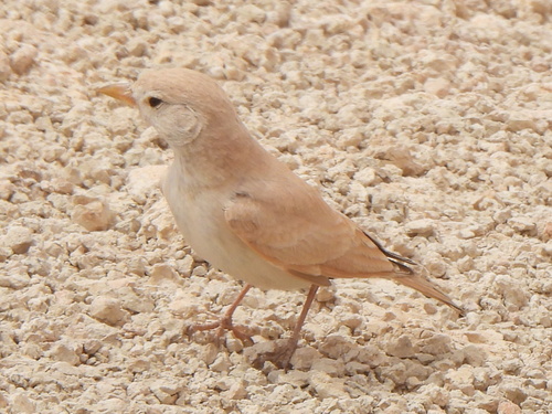Terrera colinegra (Ammomanes cinctura)