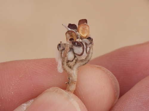Image of Anastatica hierochuntica by (c) Sam Kieschnick, some rights reserved (CC BY)