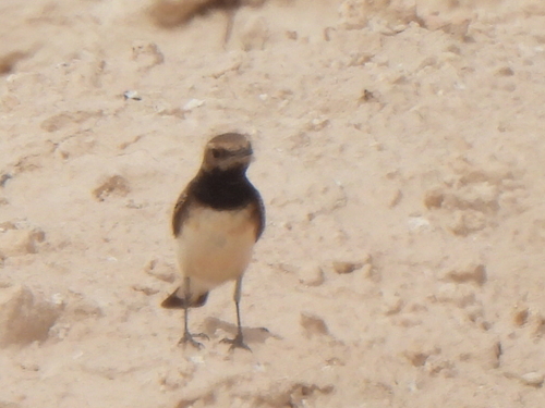 Desert Wheatear (Oenanthe deserti), photo 6