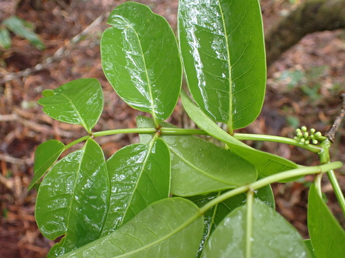 Zanthoxylum kauaense, 2024-03-03