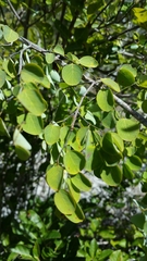Meineckia