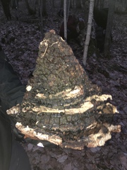 Inonotus obliquus sterilis