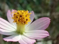 Cosmos caudatus