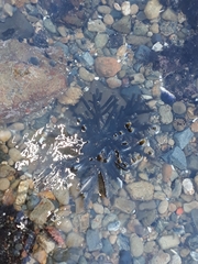 Splachnidium rugosum