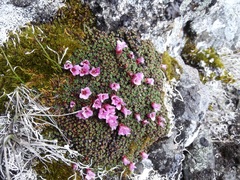 Thamnolia vermicularis vermicularis