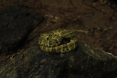 Chocoan Forest Pit Viper photo 3