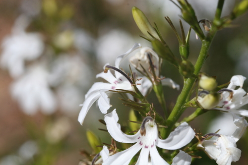 Image of White Goodenia (Goodenia scapigera) by (c) Benjamin Anderson, some rights reserved (CC BY)