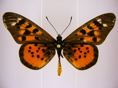 Acraea pharsalus