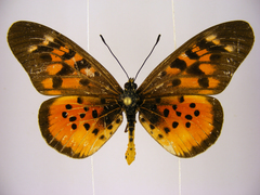 Acraea pharsalus