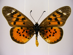 Acraea pharsalus