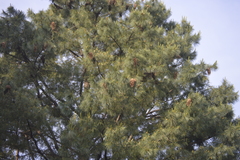 Pinus veitchii