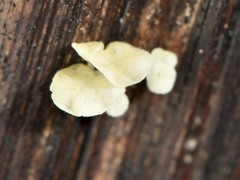 Gloiocephala