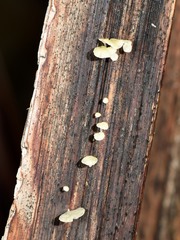 Gloiocephala