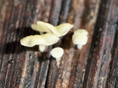 Gloiocephala
