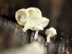 Gloiocephala