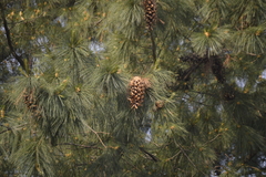 Pinus veitchii