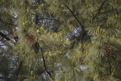 Pinus veitchii