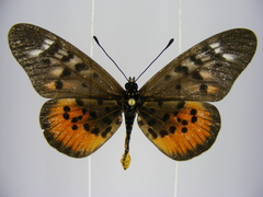 Acraea pharsalus