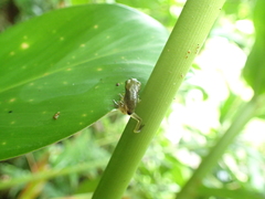 Zhangixalus taipeianus