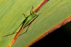 Conocephalus bilineatus