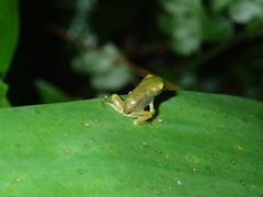 Zhangixalus taipeianus