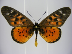 Acraea pharsalus