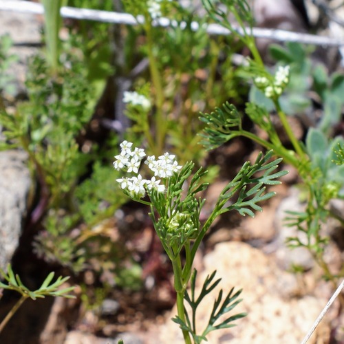 Image of Spermolepis lateriflora by (c) Andrew Tree, some rights reserved (CC BY)