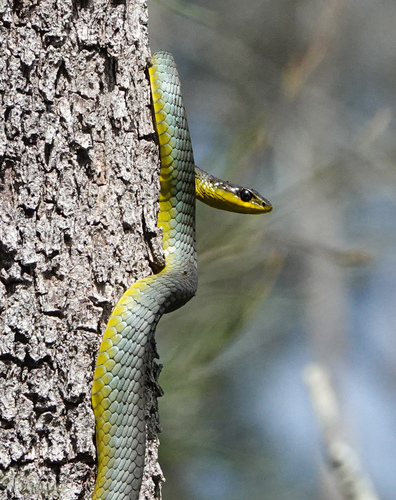 Common Tree Snake sighting