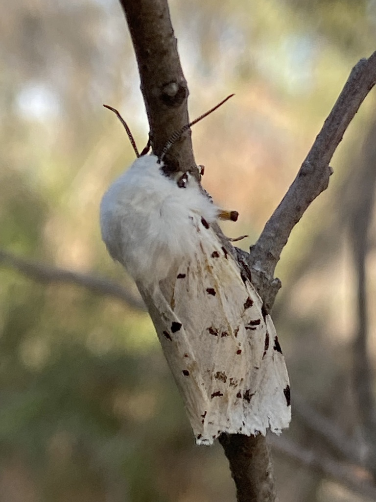 Salt Marsh Moth from David Fort Rd, Argyle, TX, US on March 12, 2024 at ...