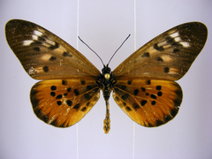 Acraea pharsalus