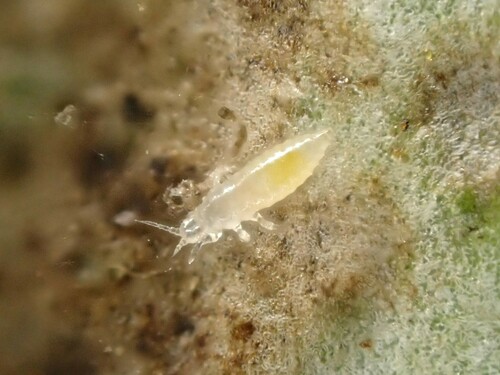 Greenhouse Thrips photo 4
