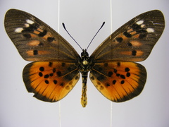 Acraea pharsalus
