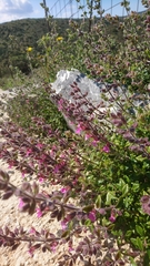 Teucrium divaricatum