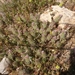 Trifolium infamia-ponertii - Photo (c) aulax, osa oikeuksista pidätetään (CC BY-NC), uploaded by aulax