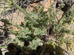 Lomatium mohavense