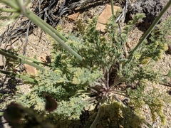 Lomatium mohavense