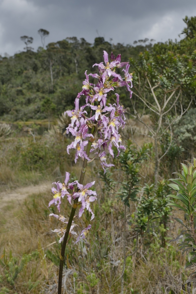 Cyrtochilum amphiglottii