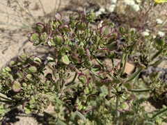 Lomatium mohavense