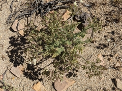 Lomatium mohavense