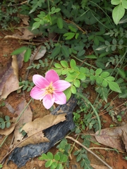 Zephyranthes carinata