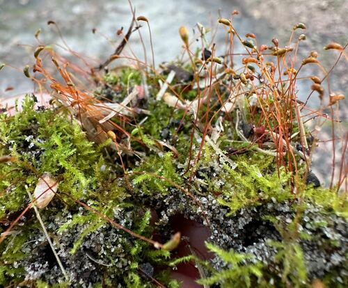 Haplocladium microphyllum observed 2024-03-11