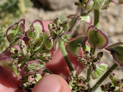 Lomatium mohavense