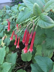 Fuchsia fulgens