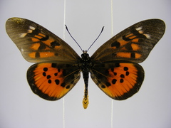 Acraea pharsalus